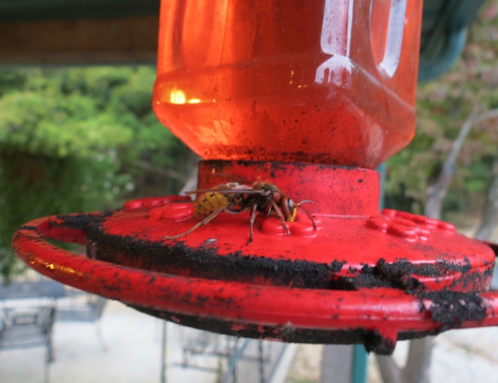 European Giant Hornet